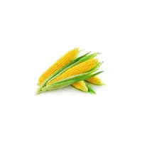 Купити насіння кукурудзи оптом