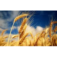 Пшениця оптом